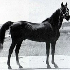 NEJRAN