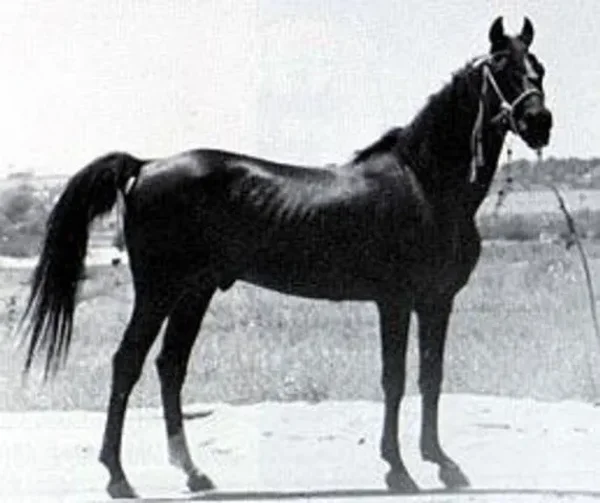NEJRAN