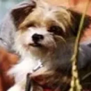 Yorwich (Designer Dog)