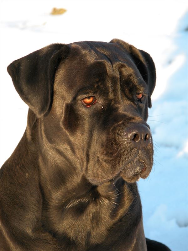 Cane Corso