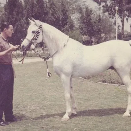 Morafic and Tom McNair in Egypt 1964.