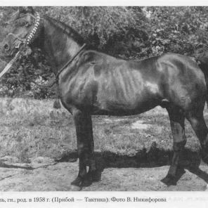 Topol