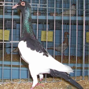 Magpie Pigeon