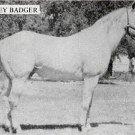 Grey Badger III