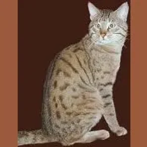 Ussuri
