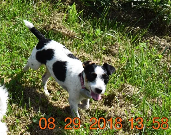 Miss Pearl