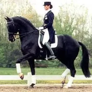 Dutch Warmblood