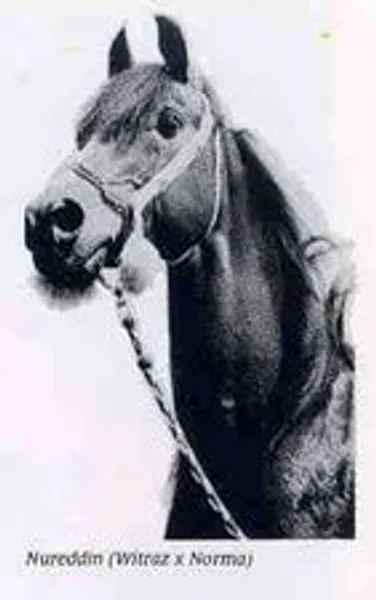 NUREDDIN