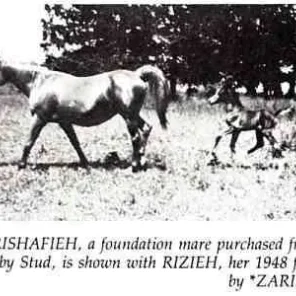 Rishafieh