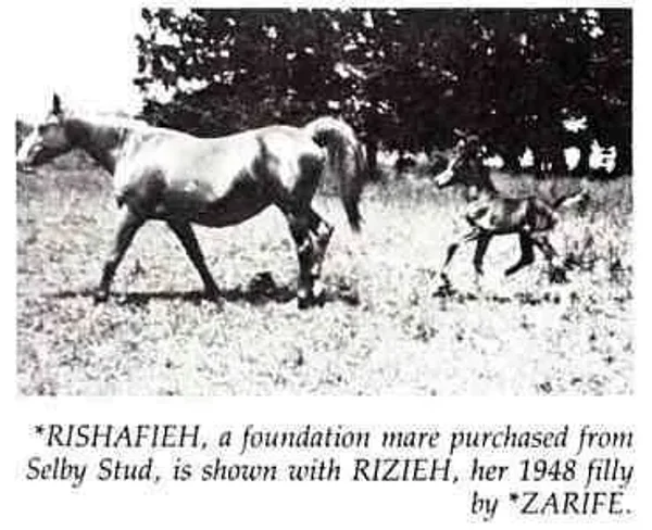 Rishafieh