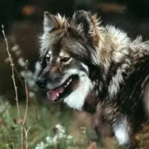 Native American Village Dog (Designer Dog)