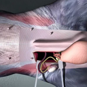 Cryptorchidism in Dogs (Retained Testes)