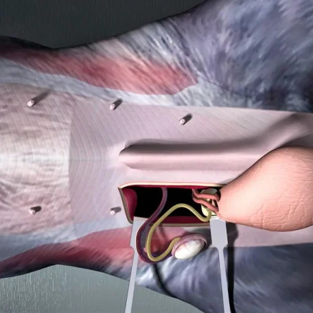 Desctended Testicals in Dogs