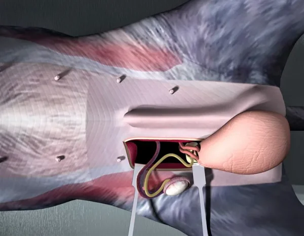 Desctended Testicals in Dogs