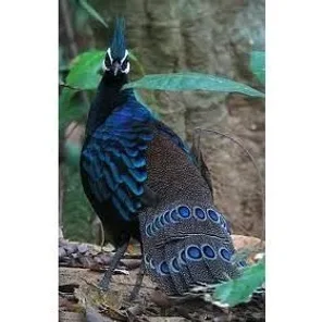Imperial Pheasant