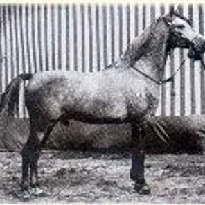 Haladin