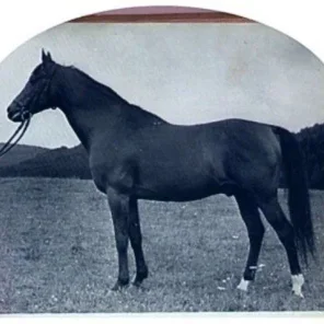 HALEF