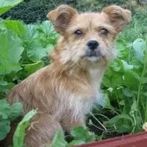 Chorkie (Yorkie-Chi) (Designer Dog)