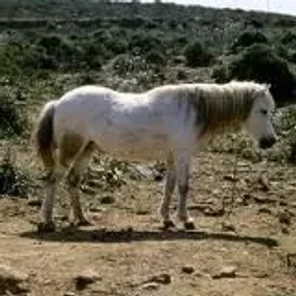 Skyros
