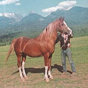 SHAHZADA