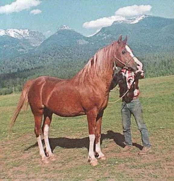 SHAHZADA