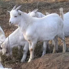 Kiko Goat