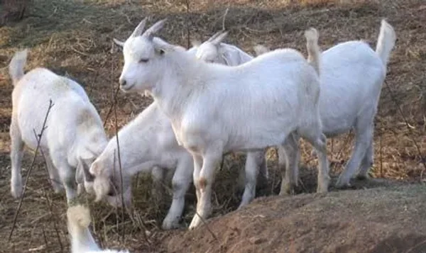 The Kiko Goat originated from New Zealand by crossing feral goats with dairy goats in the 1980s.