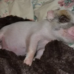 OatWheat's Little Butterbean