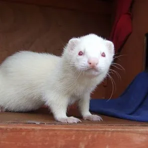 Frankenfurtra Falalli Ferret