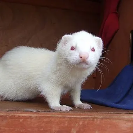 This is one of my favorite pets ever