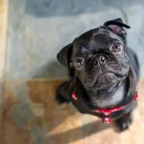 Want to Adopt a Purebred Dog? Start With a Breed Rescue - Pt 2