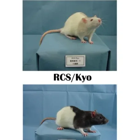 Some More Dalmatian Rats!