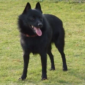 20 Low Maintenance Dog Breeds For You - Part II