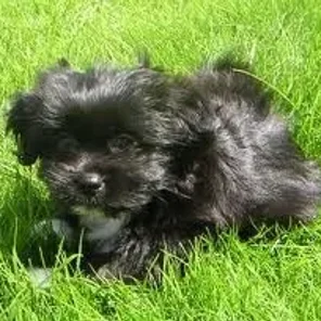 Papastzu (Designer Dog)