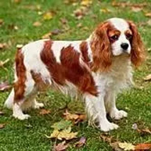 English Toy Cocker Spaniel (Designer Dog)