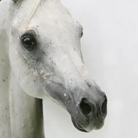 Assad 1984 Arabian Stallion