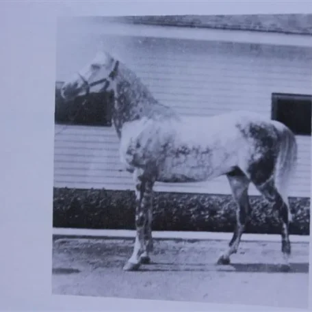 Serifh (Raseyn x Rifdah) grey stallion, foaled March 12, 1940
bred by W.K. Kellogg Institute