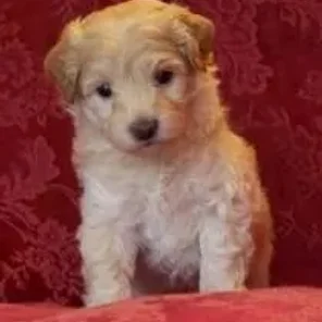 Crestepoo (Designer Dog)