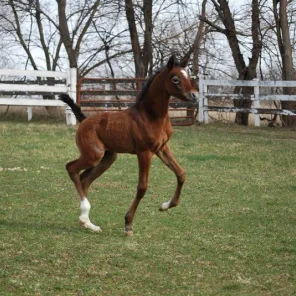 Rose of Hariry