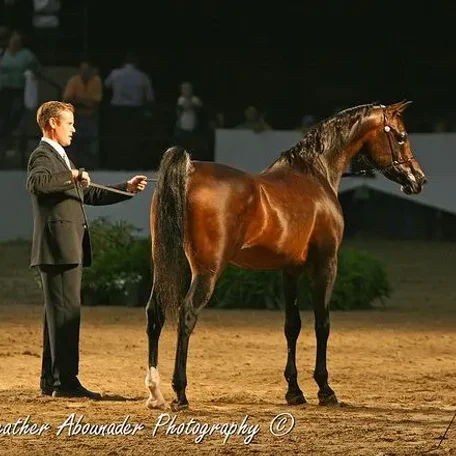 BOTSWANA 1998 Straight Egyptian stallion