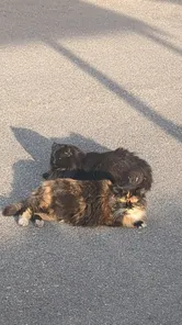 Fluffybutt (Fiona)