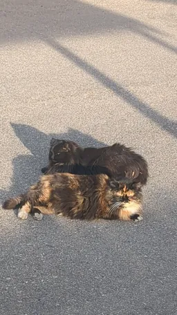 Fluffybutt spending time with her mama, Edo
