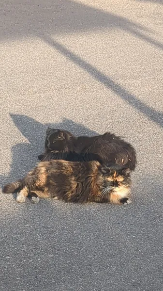Fluffybutt spending time with her mama, Edo