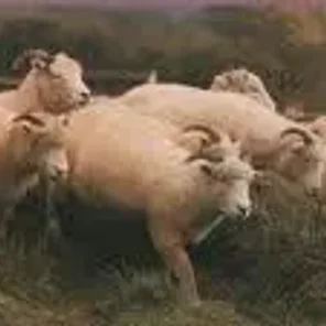 Exmoor Horn
