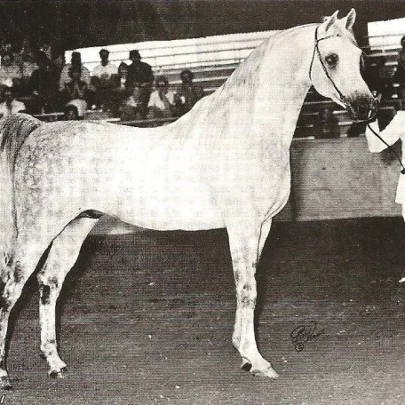 Nabiel (*Sakr x Magidaa)