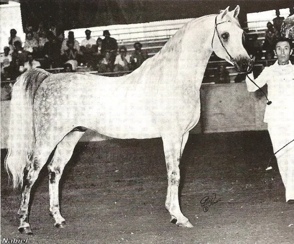 Nabiel (*Sakr x Magidaa)