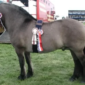 Driving Horses List