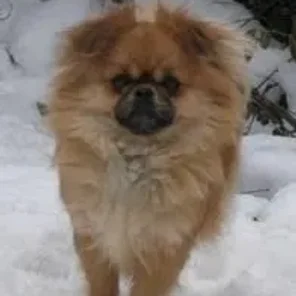 Peek-A-Pom (Designer Dog)