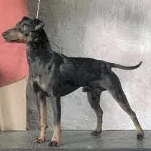 Manchester Terrier