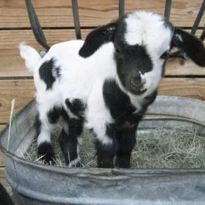 Fainting Goats